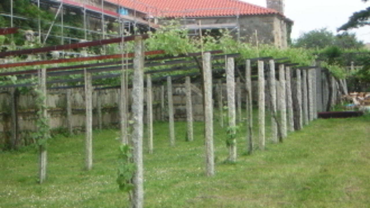 Cepas de uva albariña en Cambados (Galicia Gastronómica)