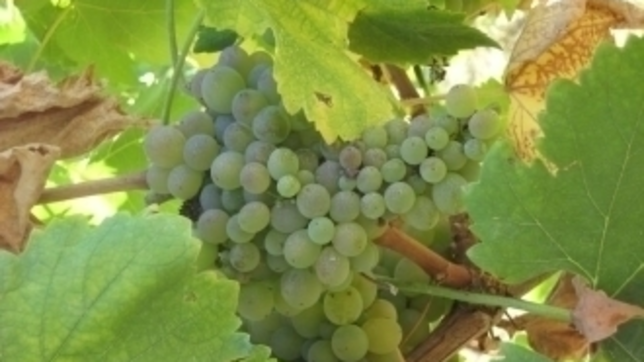 Viñedos de Eduardo Bravo