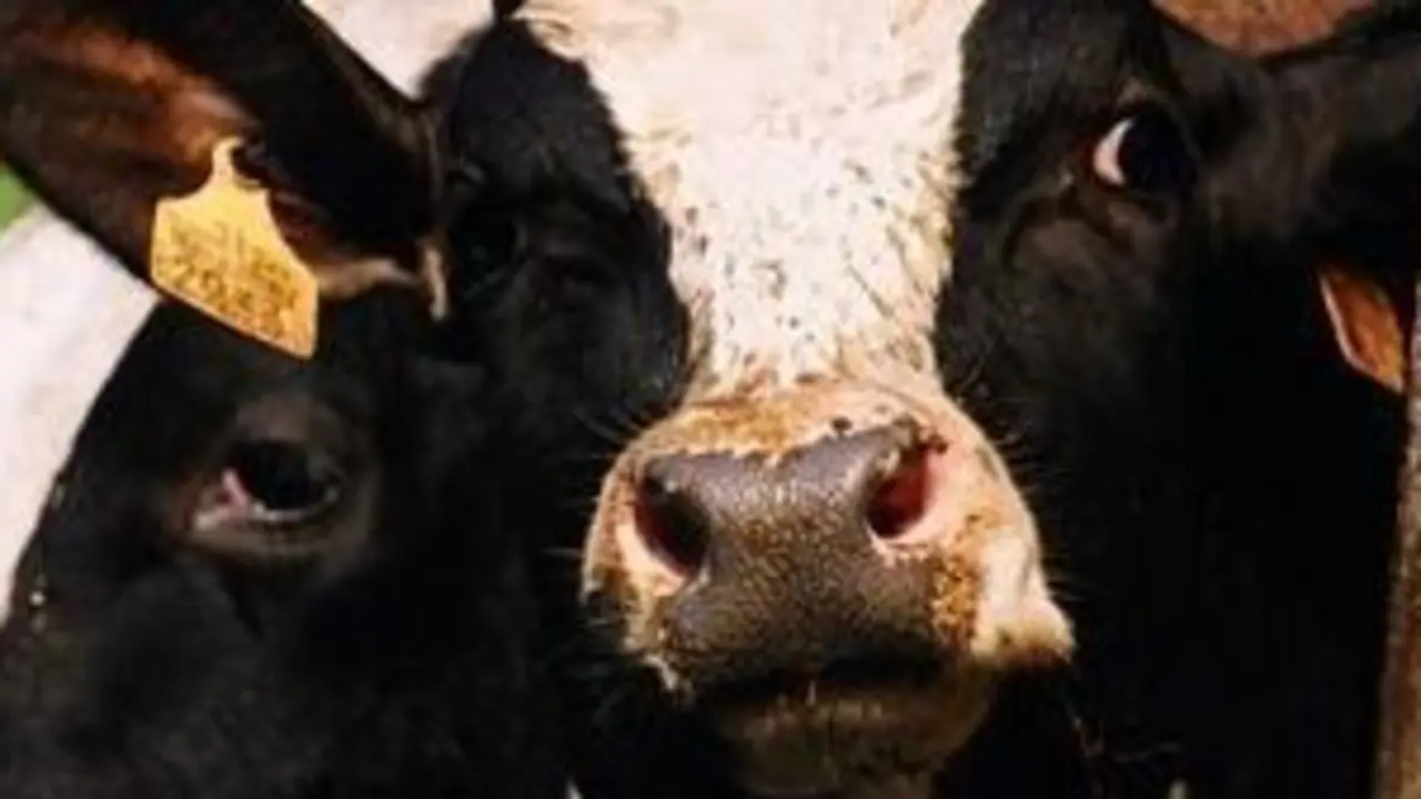 C:Documents and Settingsivan.pineiroMis documentosCOME E FALAfotosxanceda+para+digital.jpg