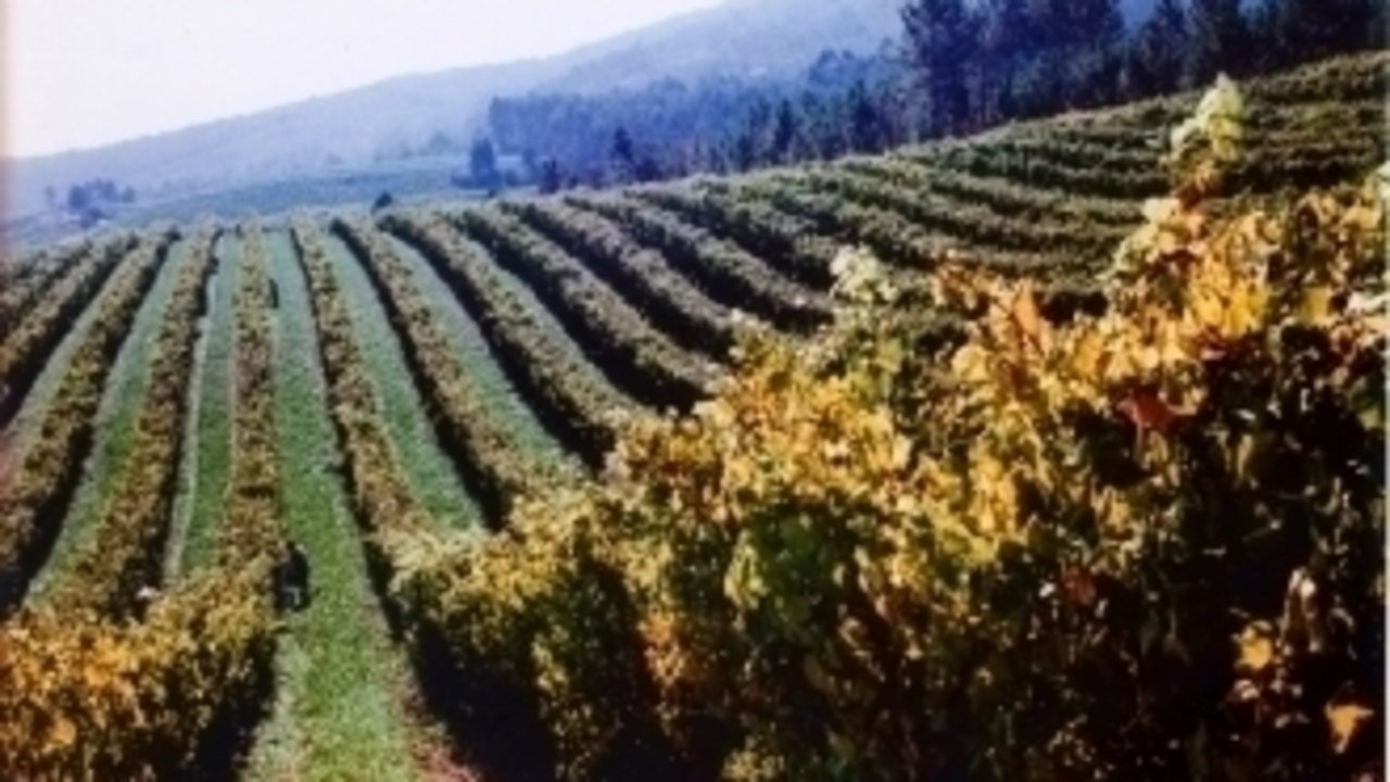 Viñedos en las Rías Baixas 