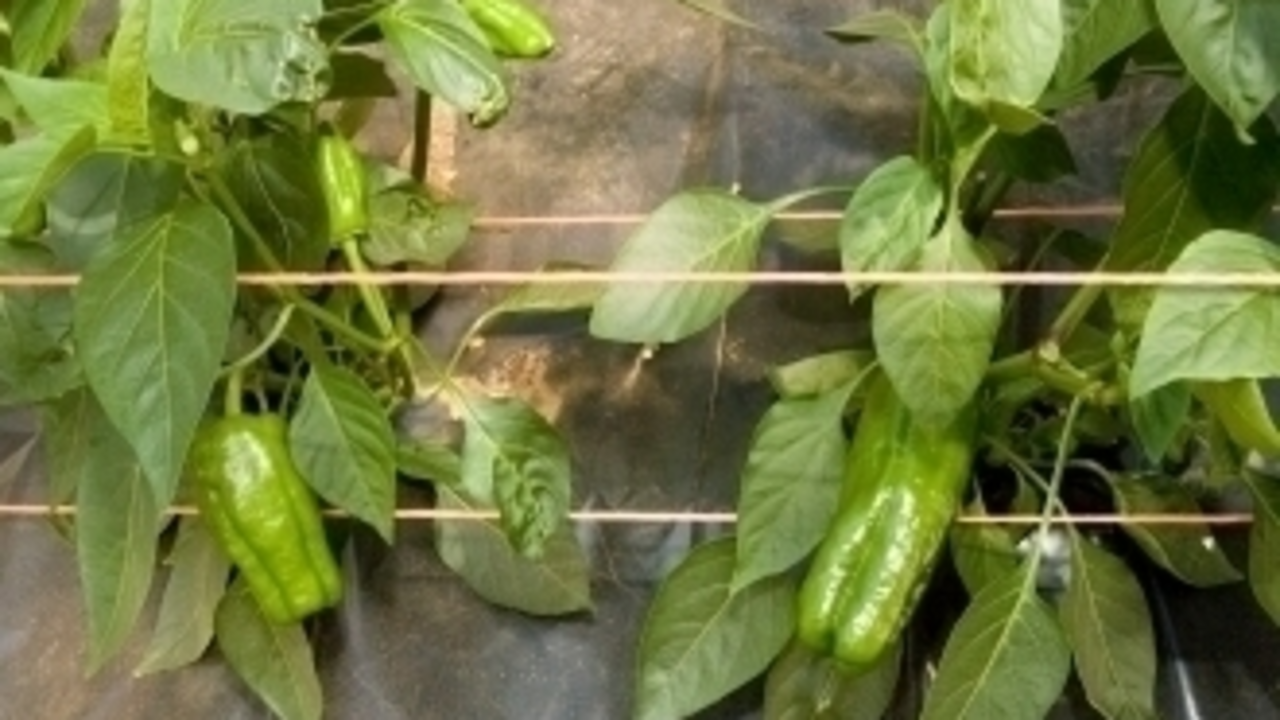 F:GALGASFOTOSGALICIA GASTRONOMICAPIMIENTOSINTERIOR_ARNOIA.jpg