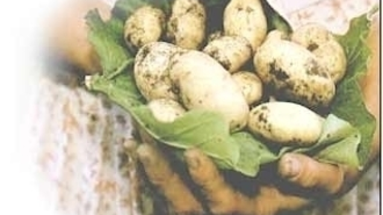 Un pu&ntilde;ado de patatas ecol&oacute;gicas 