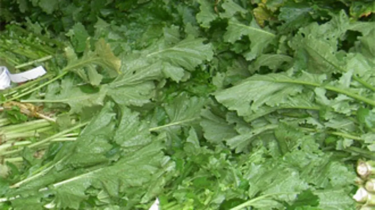 Grelos de Abad&iacute;n (Foto: Cristina P&eacute;rez/EPL)