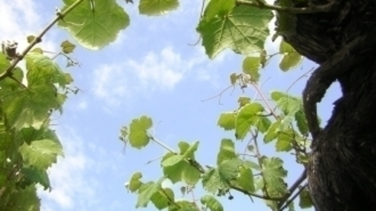 Cepas de uva albariña en Cambados (Galicia Gastronómica)