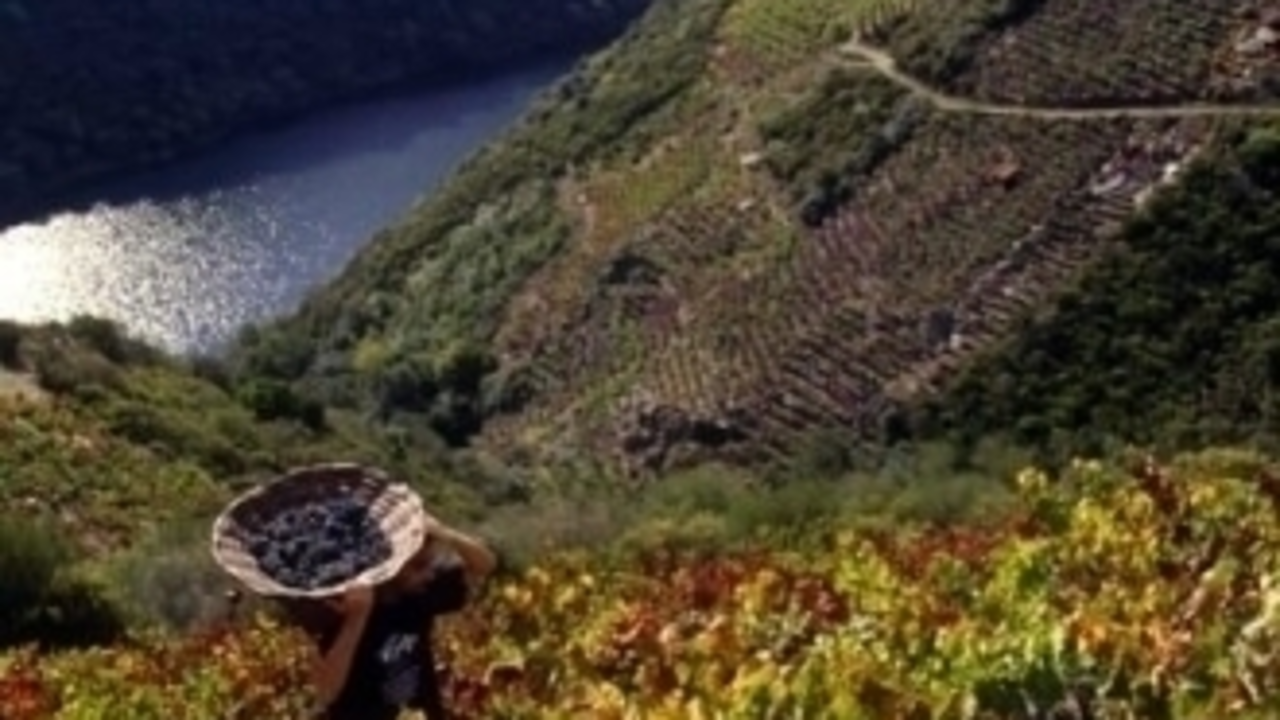 Viñedos na Ribeira Sacra (Foto: C.R.D.O. Ribeira Sacra)