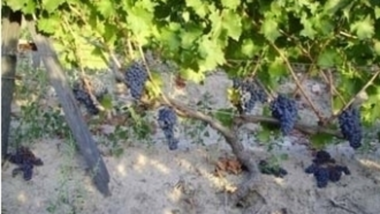 Cepas en Monterrei (Foto: D.O. Monterrei)