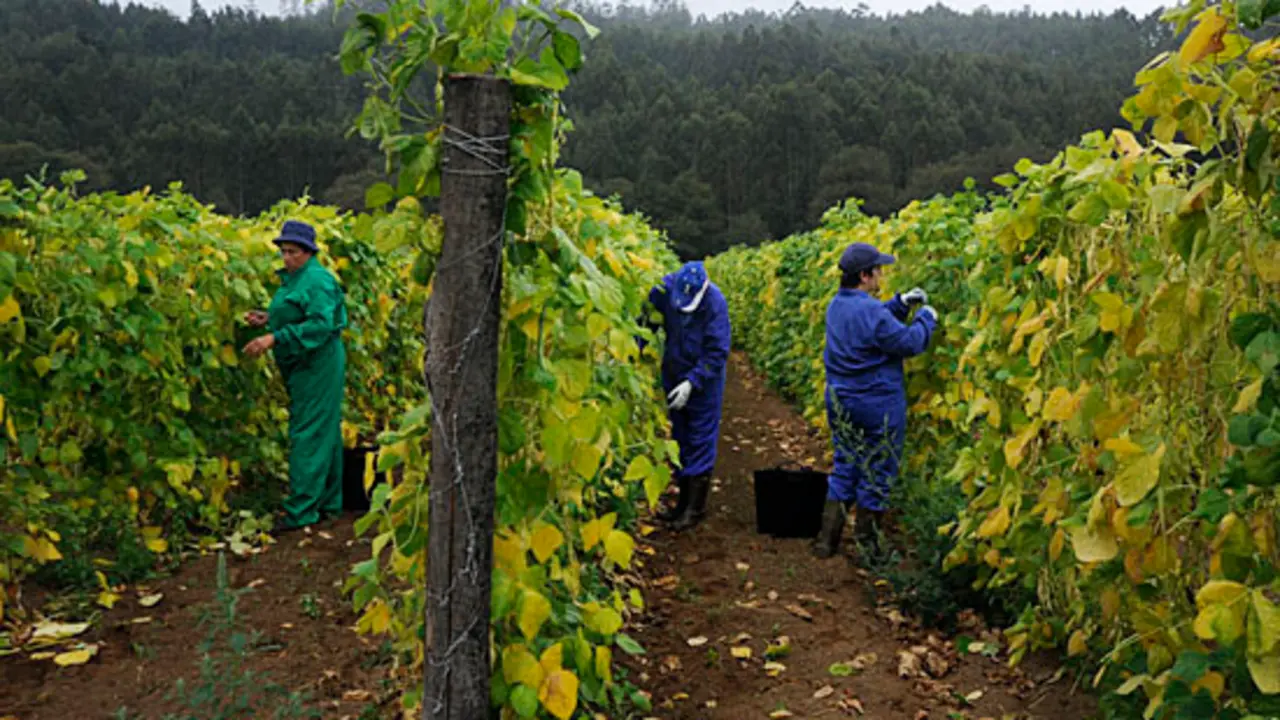 Cosecha de "fabas" en Santo Tom&eacute; de Lourenz&aacute;