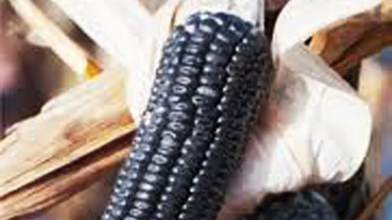 El "millo corvo" de Bueu