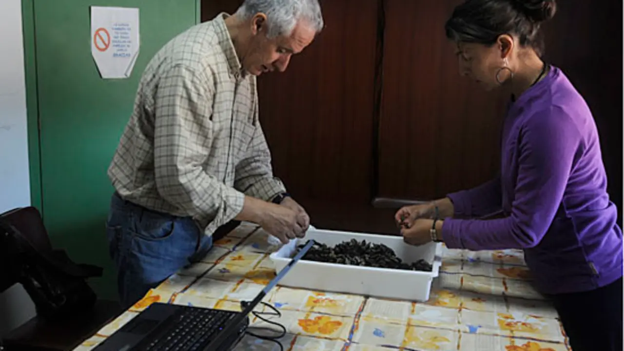Técnicos de la Consellería do Mar miden percebes "picholones"