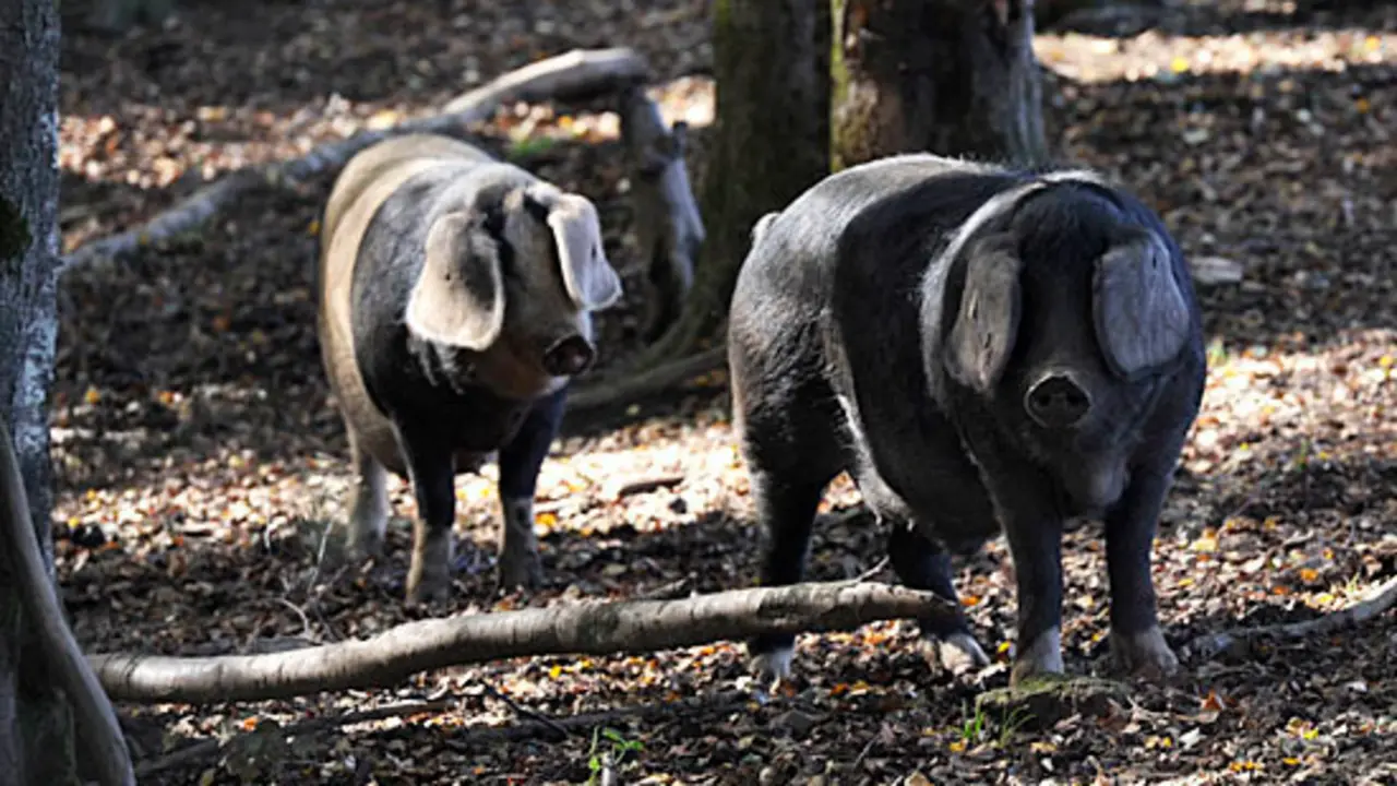 Cerdos autóctonos en montes de Zarro (A Fonsagrada)