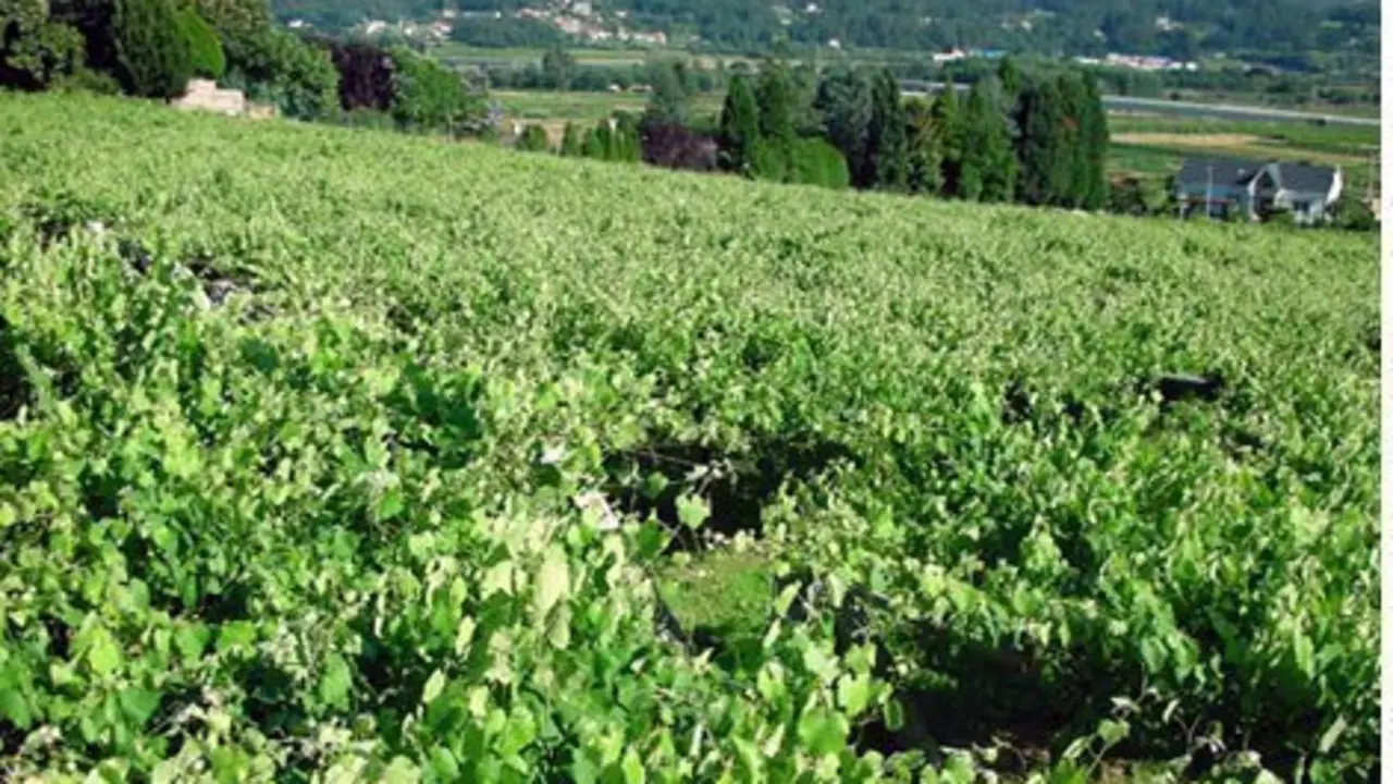 Viñedos de la región