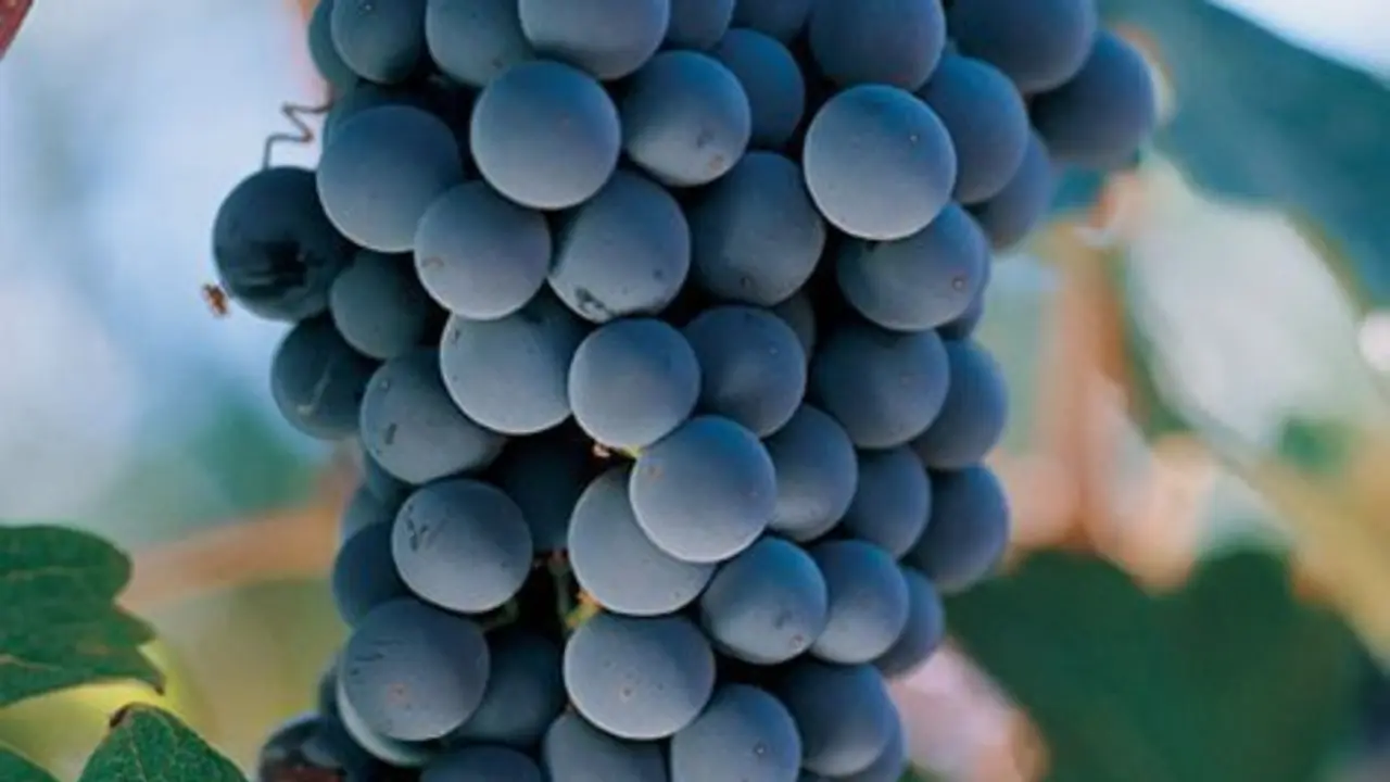 Materia prima del suculento vino