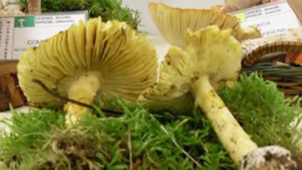 Amanita caesarea-col1.jpg