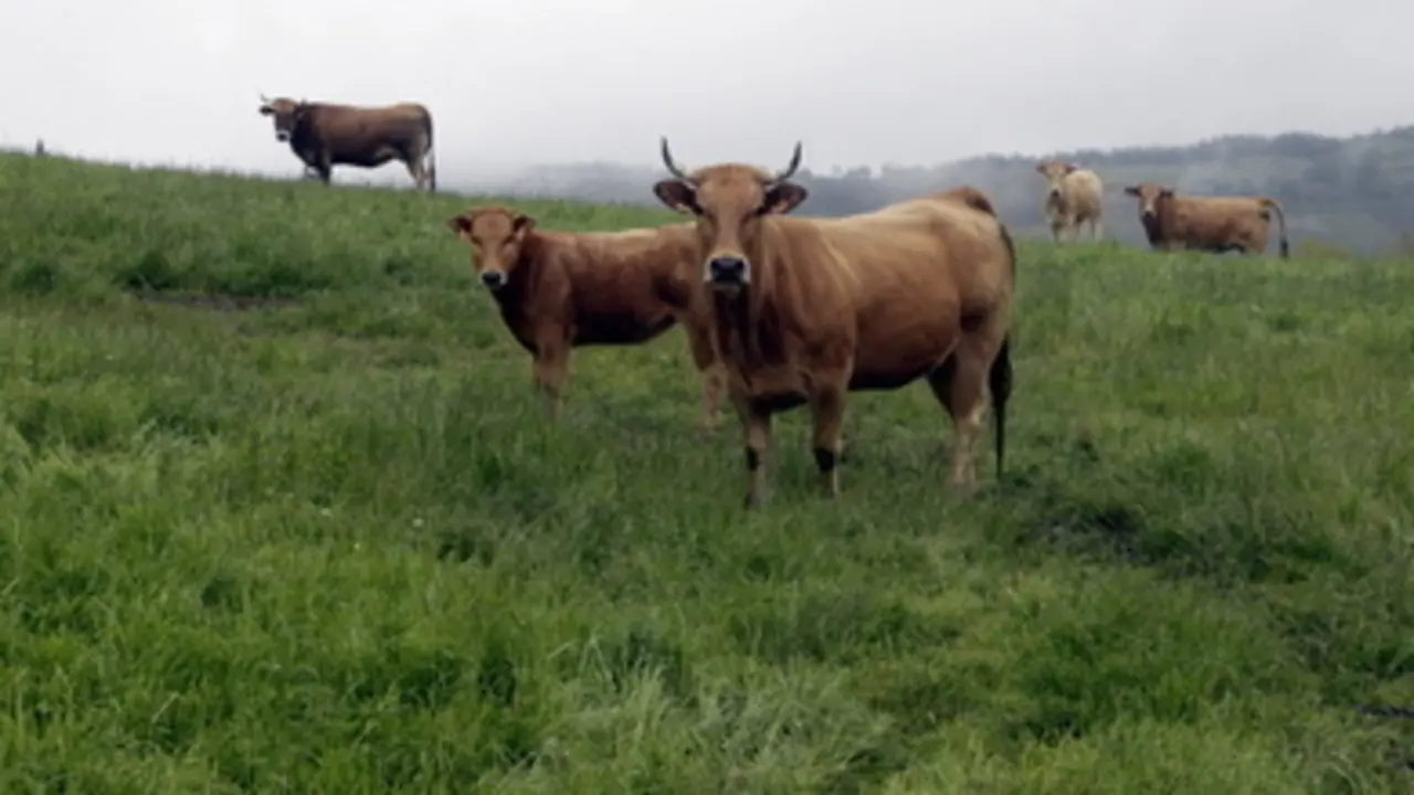 Ganado vacuno de carne pastando en libertad en Navia (Foto: J. VÁZQUEZ)