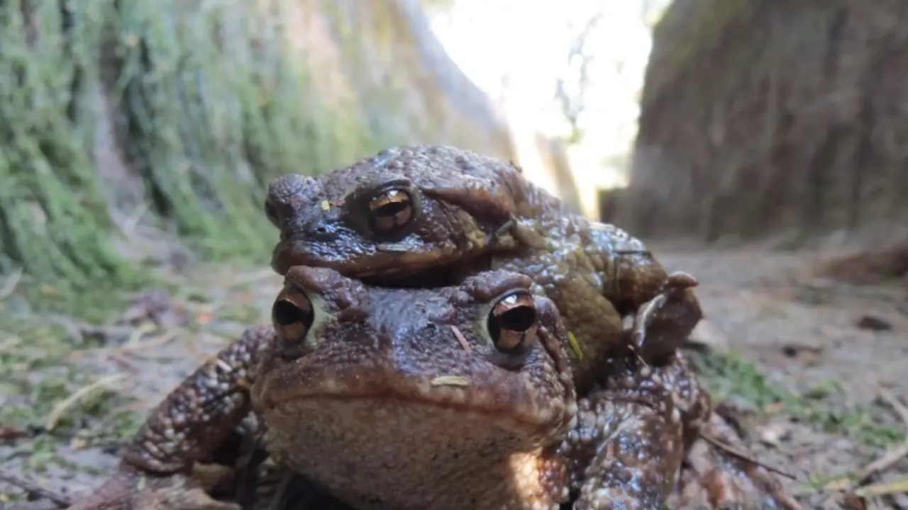 Rescatan 200 sapos atrapados en un canal de riego en Pontecaldelas