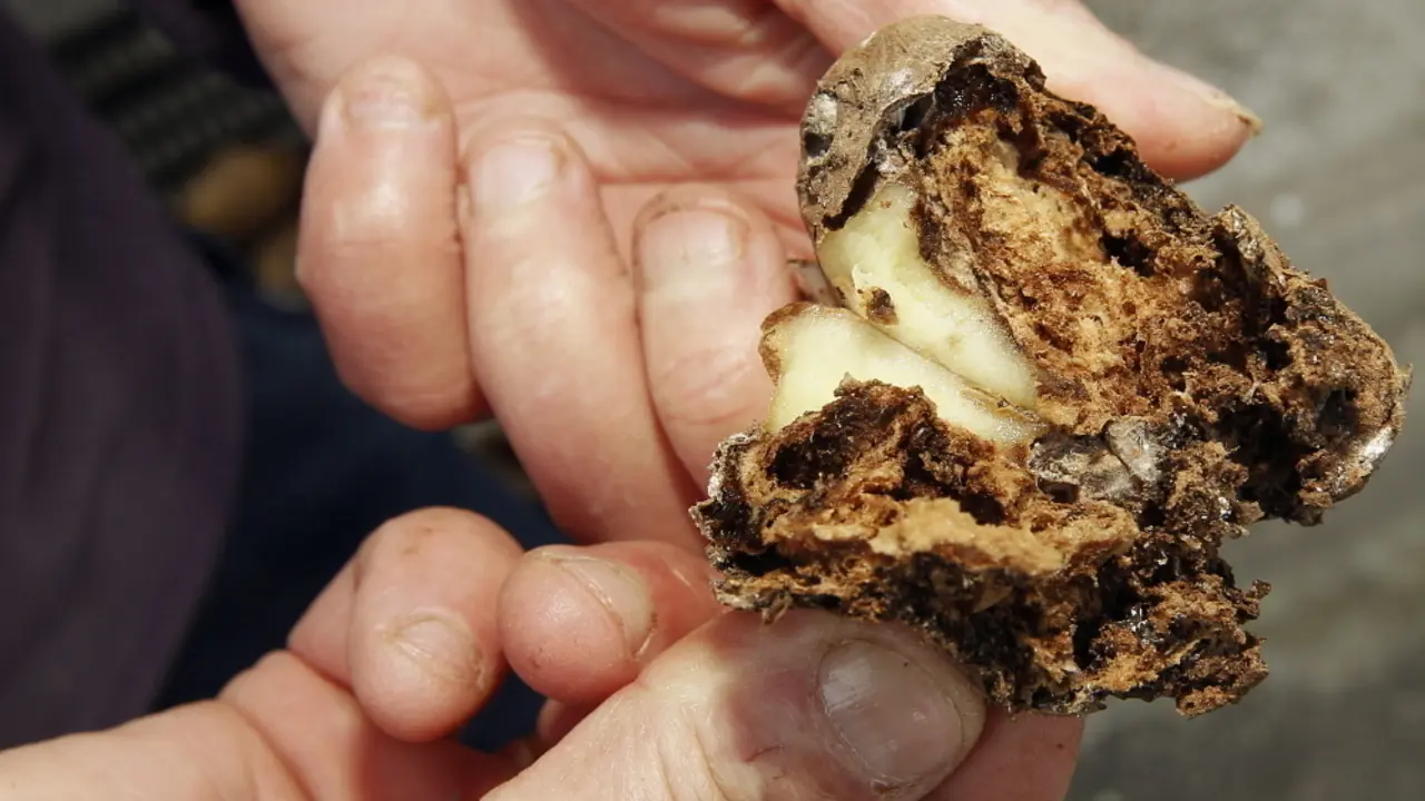 Polilla guatemalteca