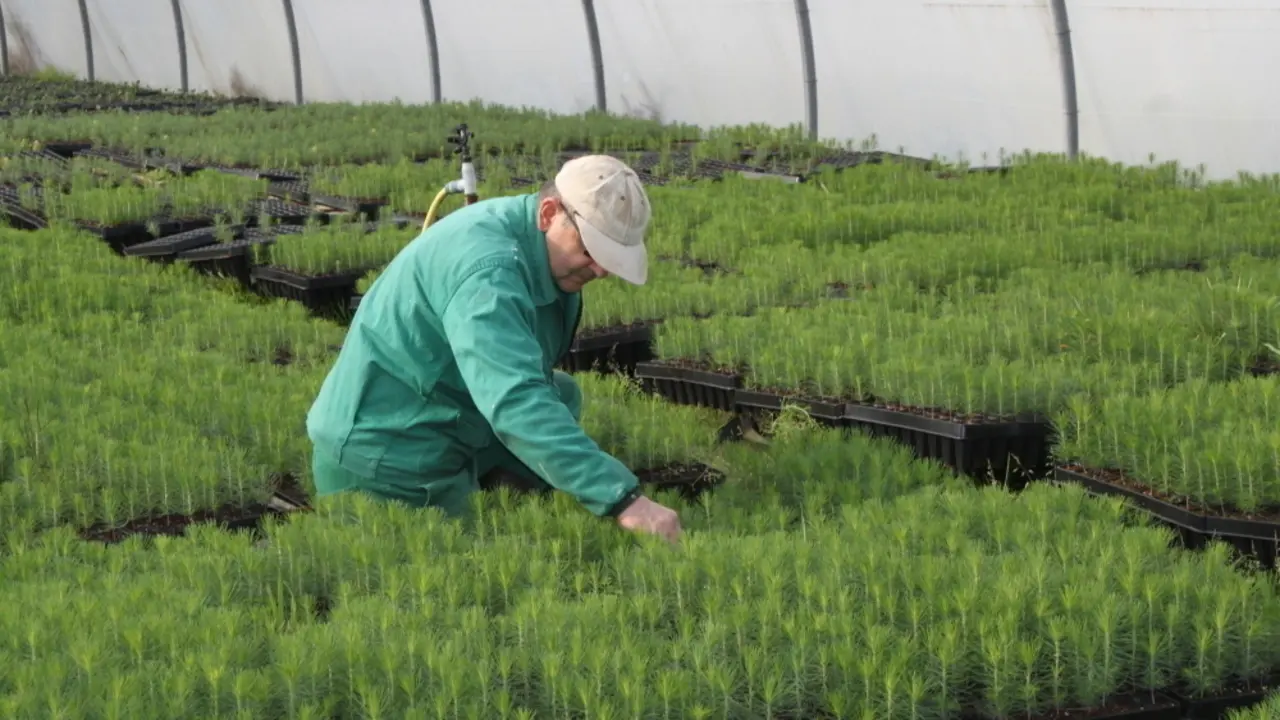 Agricultor en un invernadero