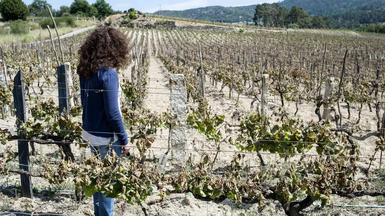 Una viticultora observa los desperfectos ocasionados por las heladas en las cepas de su viñedo situado en San Cristovo