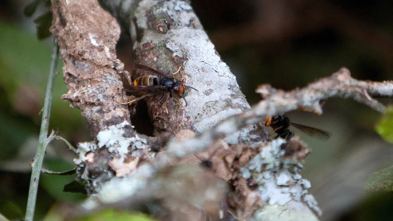 Vista de un ejemplar de una avispa asiática del nido que estaba oculto tras la maleza, en O Porriño - Avispa velutina