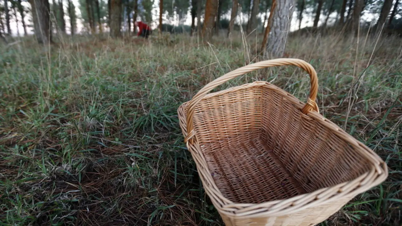 Una cesta vacía durante una jornada de recogida de setas