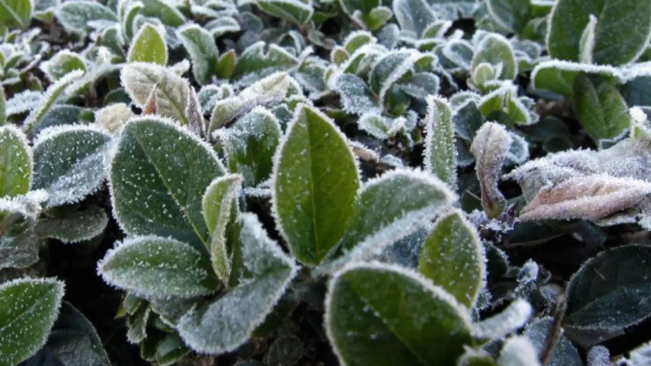 La helada cubre de escarcha las plantas. AEP