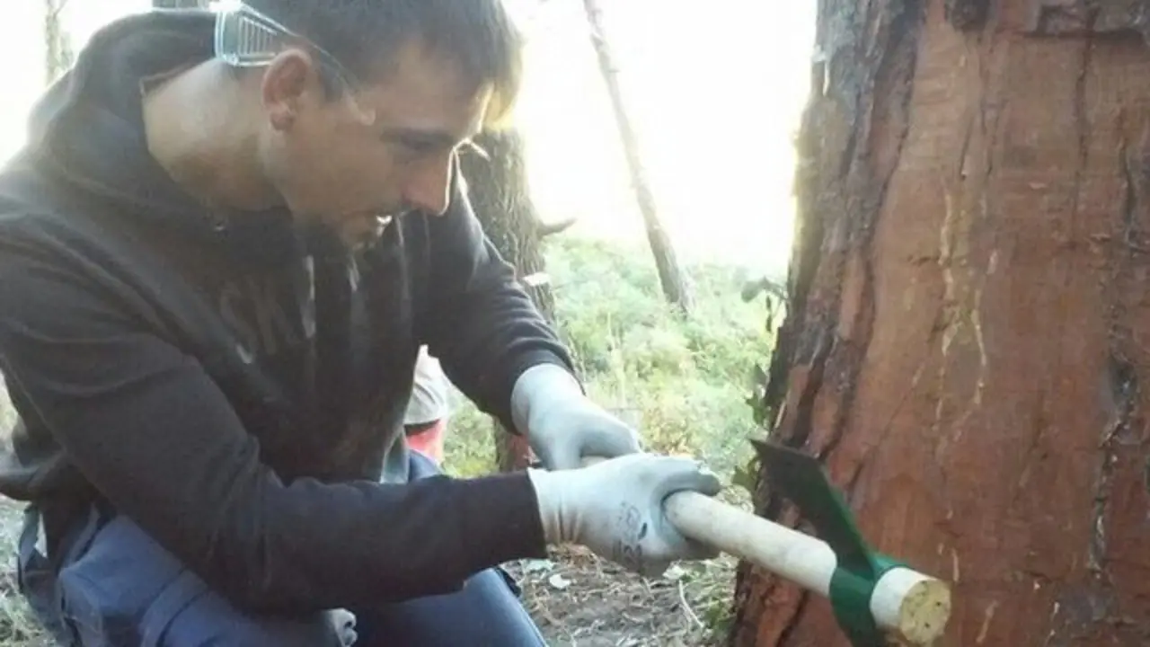 Extracci&oacute;n de resina. AMA