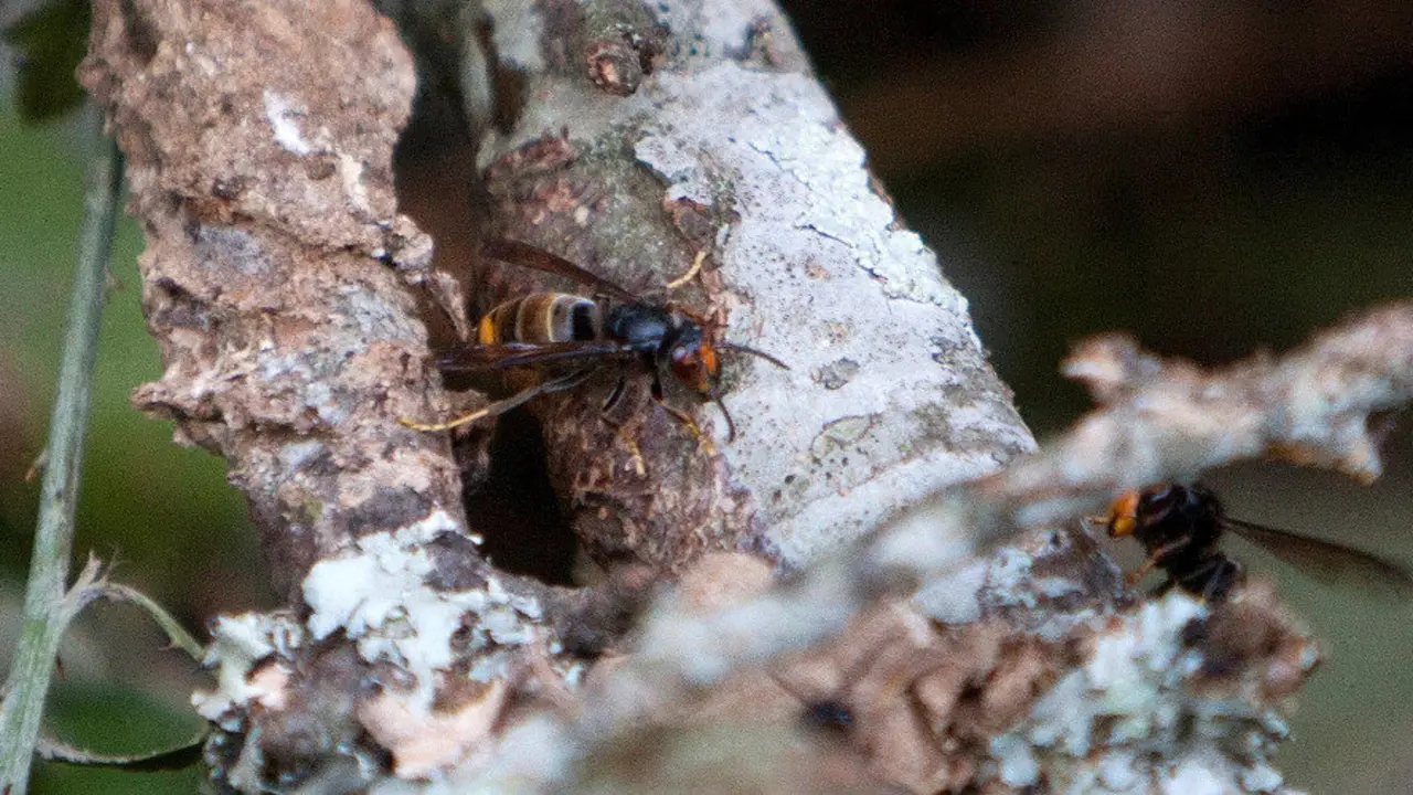 Vista de dos ejemplares de velutina. DAVID FREIRE