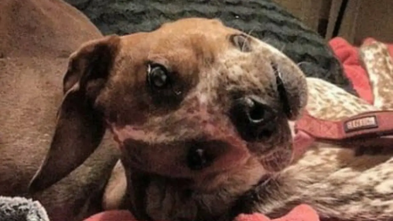 Cara de perro viral. EP