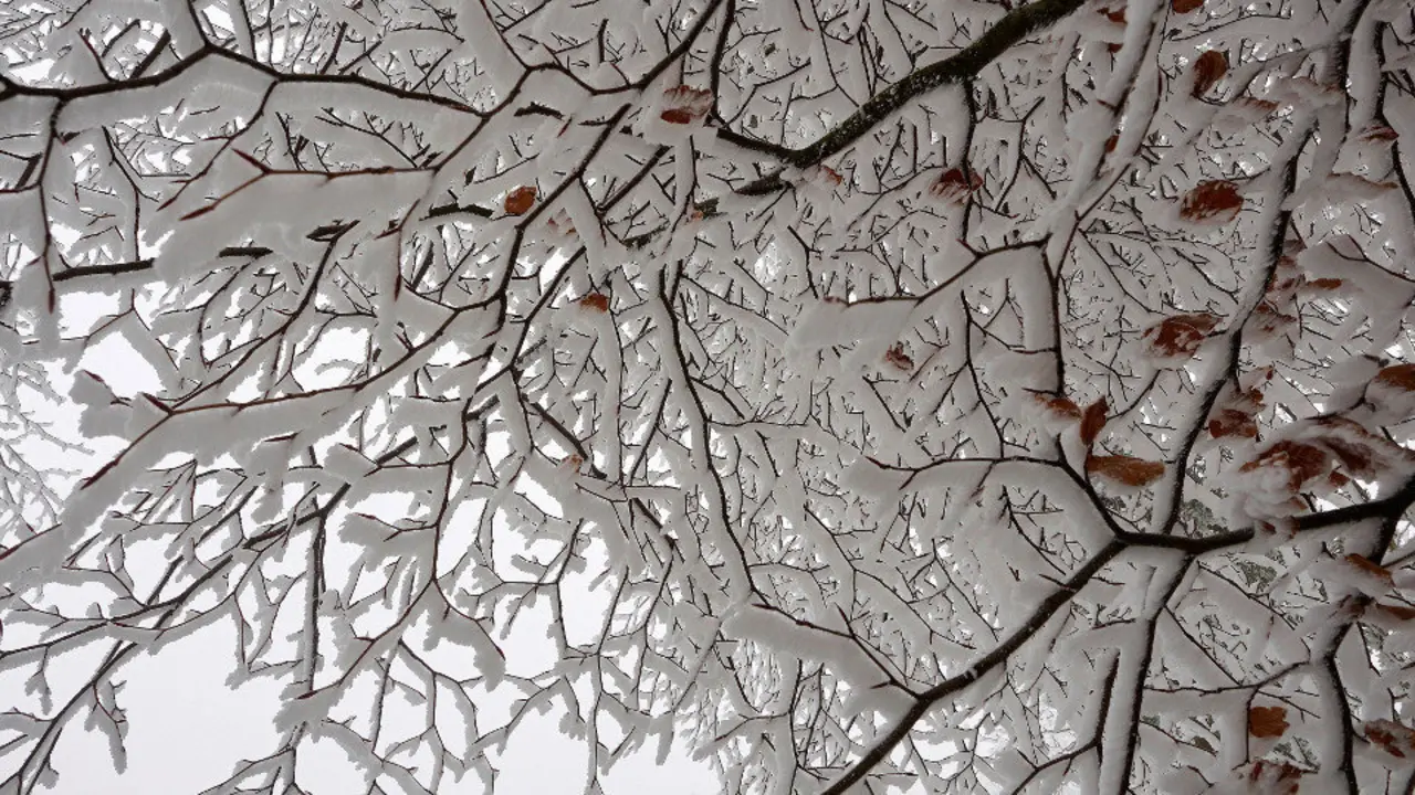 Nieve en las ramas de un árbol en O Cebreiro. ELISEO TRIGO (EFE)