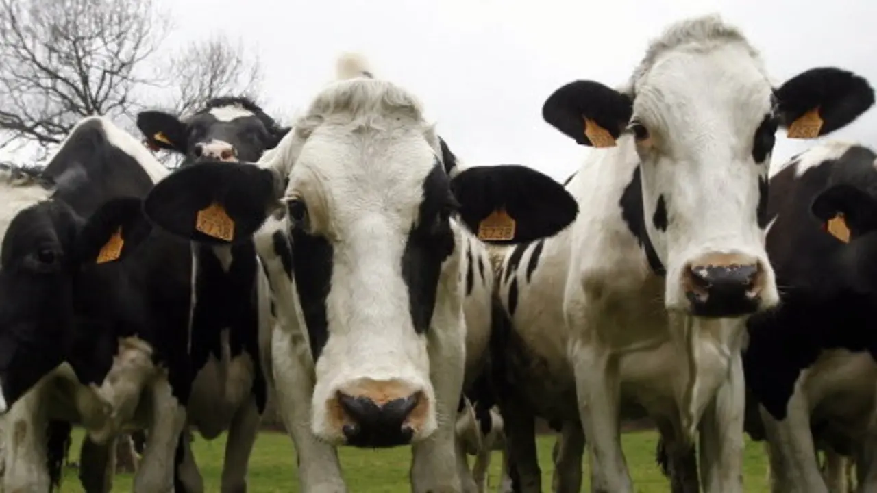 Vacas de raza frisona en una explotación ganadera. XESÚS PONTE