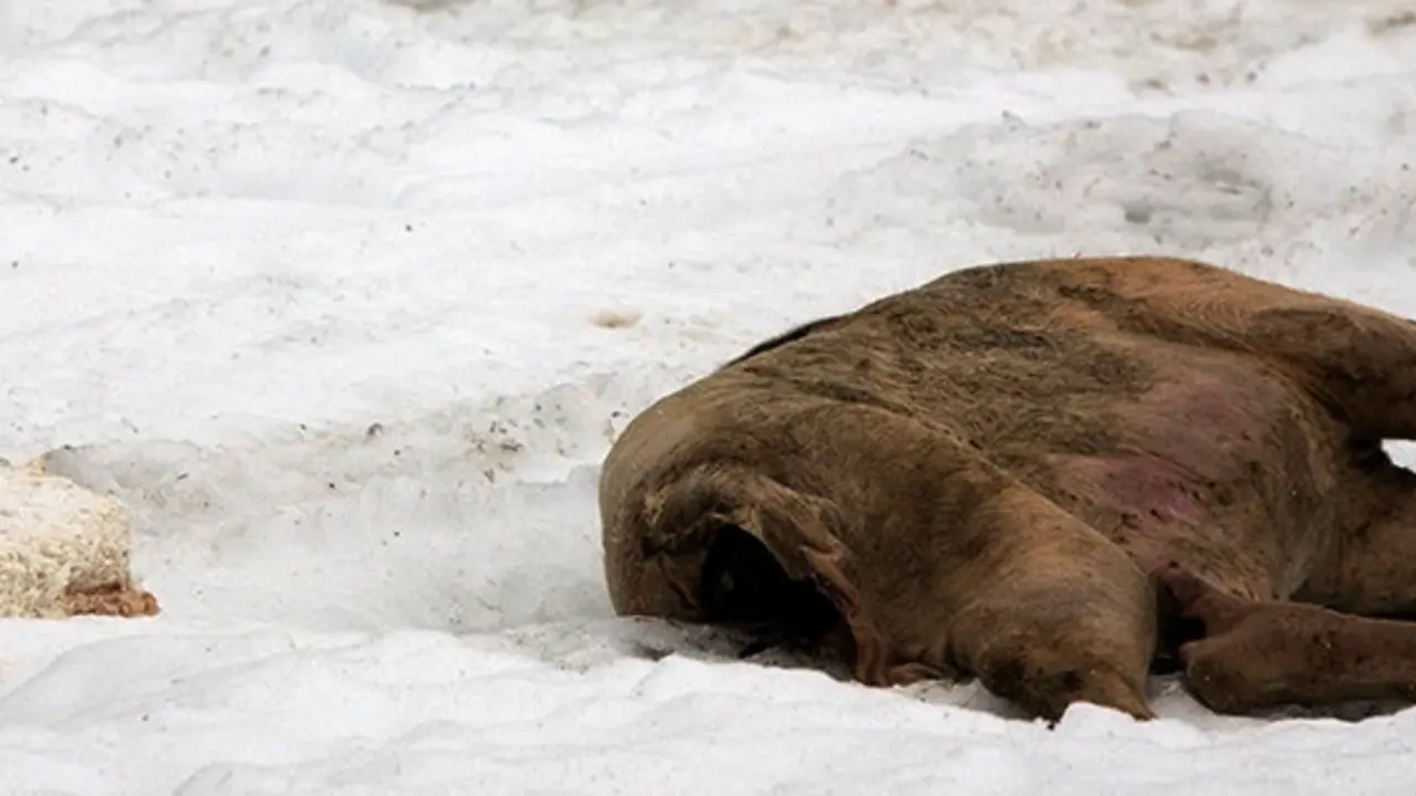 Un dendrocopos xunto a un porco morto. WIKIMEDIA COMMONS