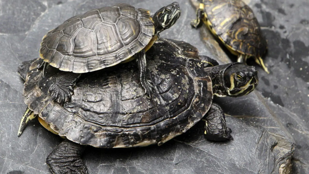 Tartarugas ou sapoconchos. EFE