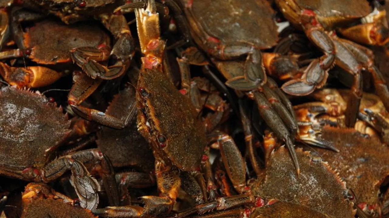 Marisco. JOSÉ Mª ÁLVEZ