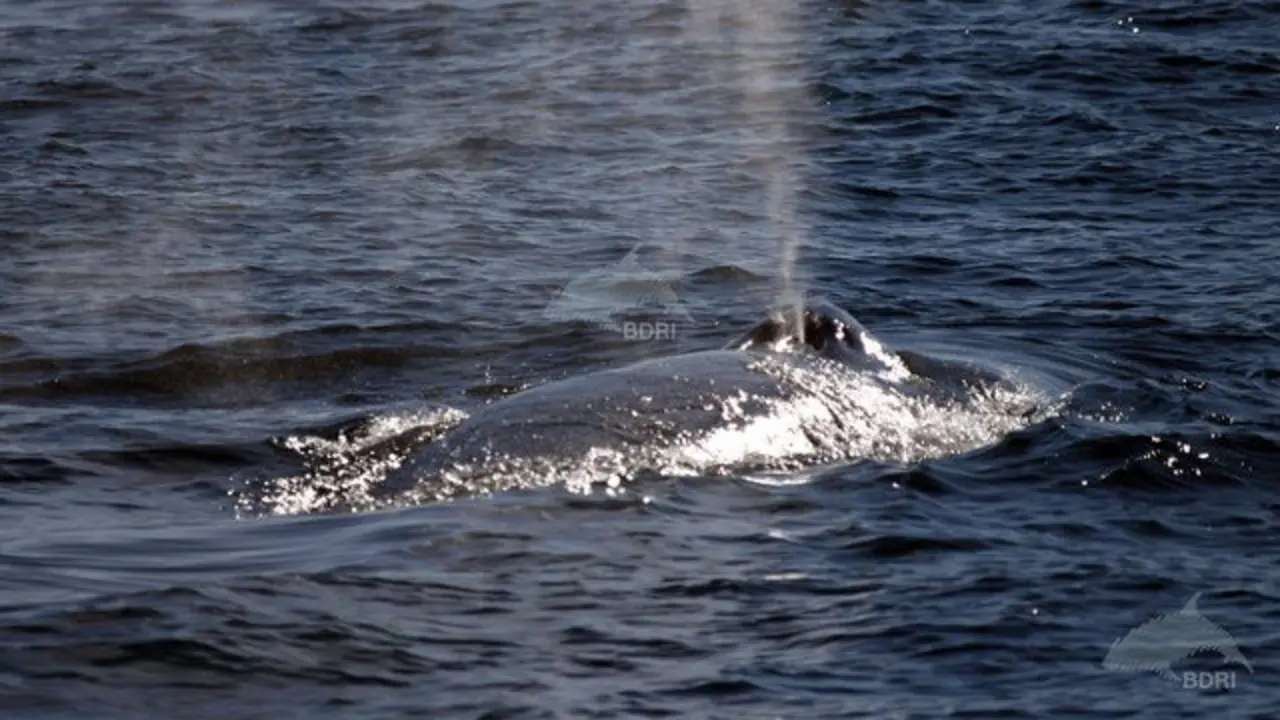 Ballena azul avistada cerca de Sálvora en el mes de octubre. BDRI