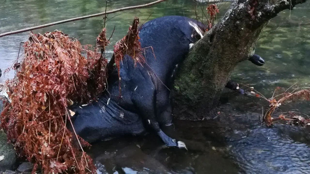 La vaca localizada en el río Umia, en Cuntis. DP