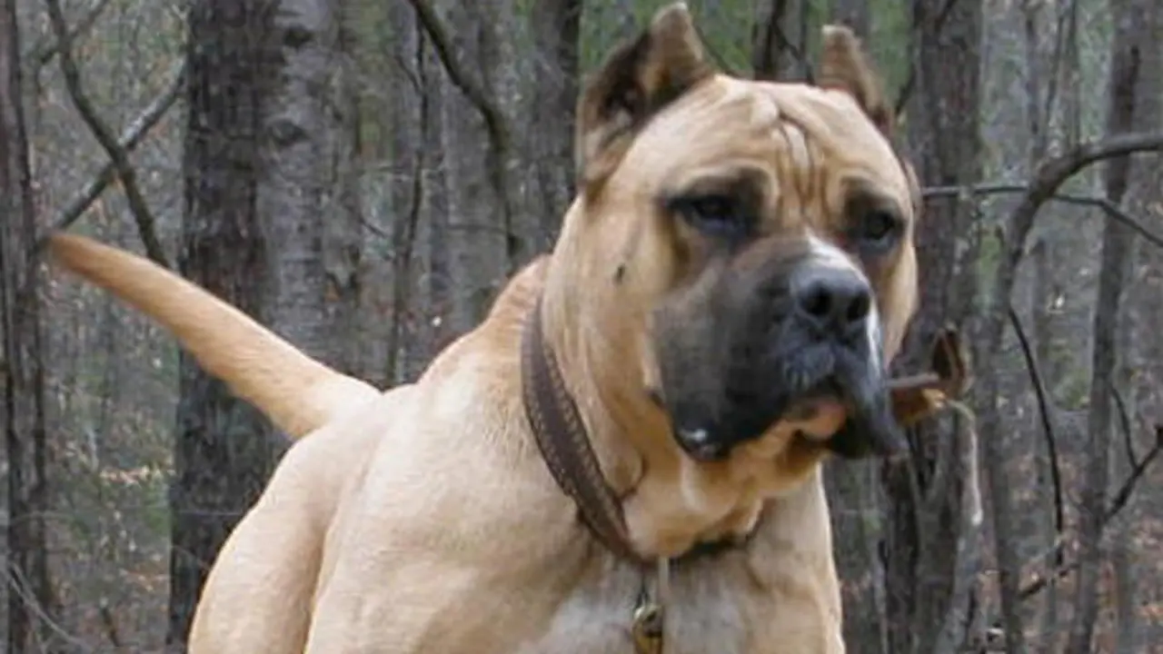 Perro de raza peligrosa. ADP