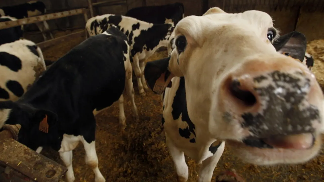 Vaca. JOSÉ Mª ÁLVEZ