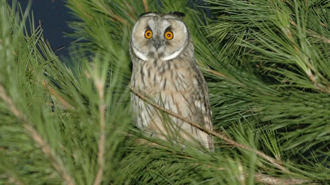 Lechuza común. PEDRO DAMIÁN DIEGO (EFE)