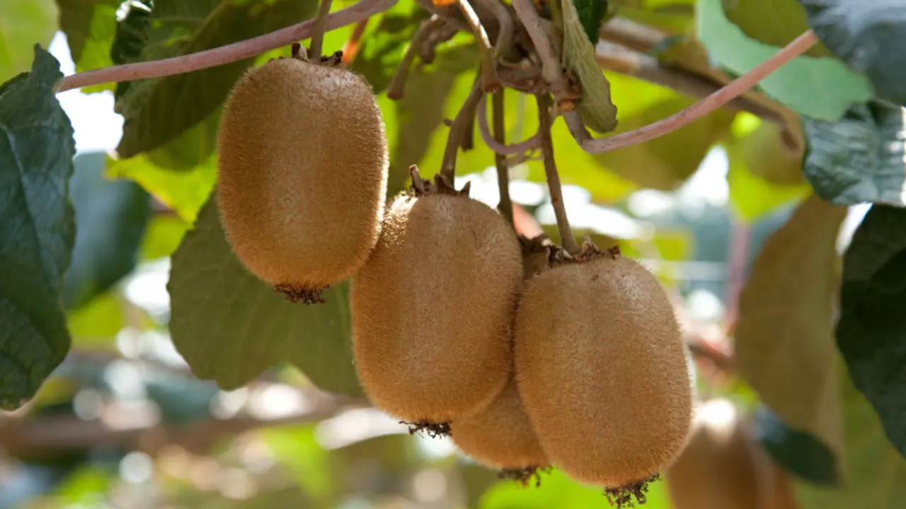 Plantas de kiwi. EP