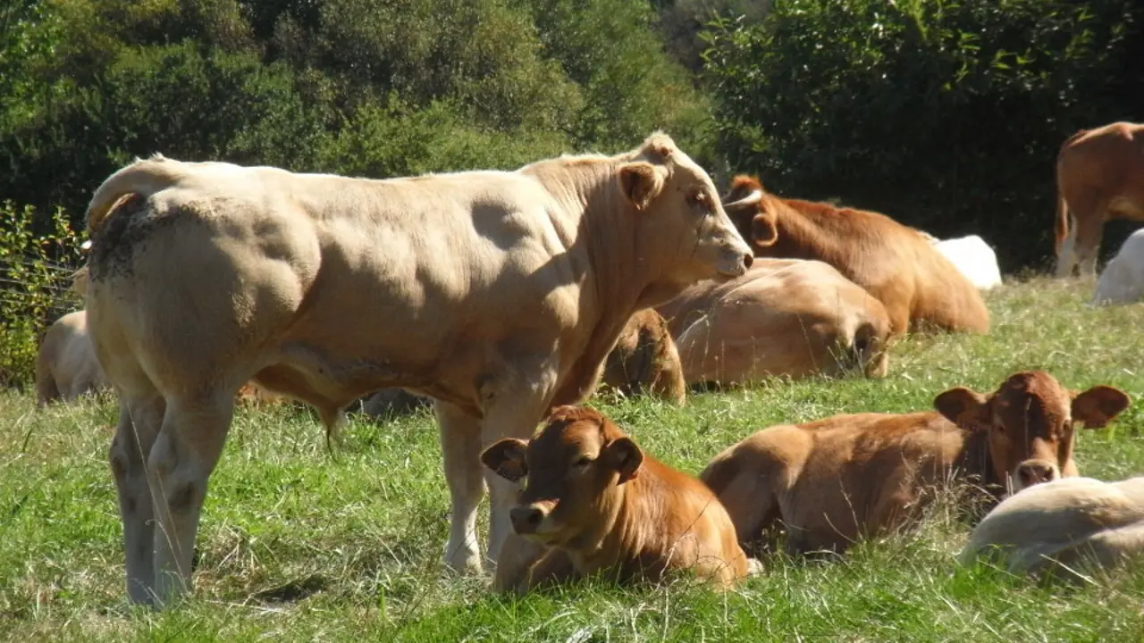 Exemplares de vaca rubia galega. EP