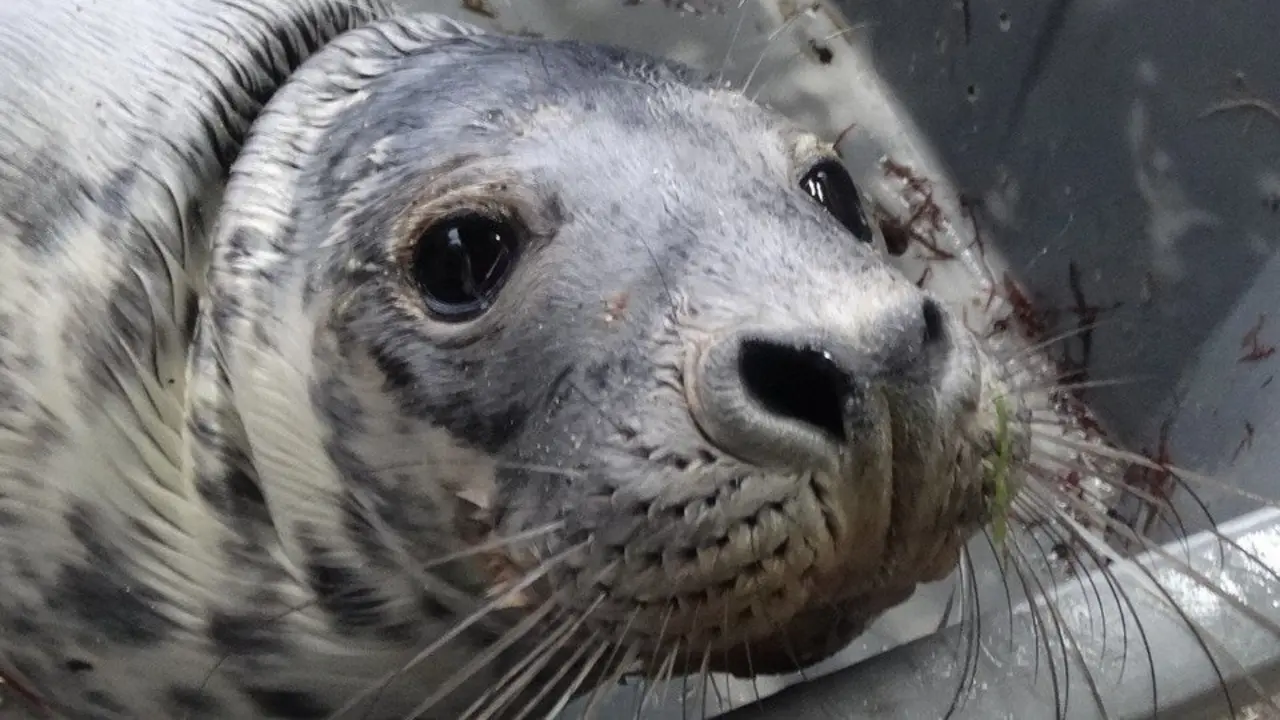 Foca encontrada en A Guarda. EP