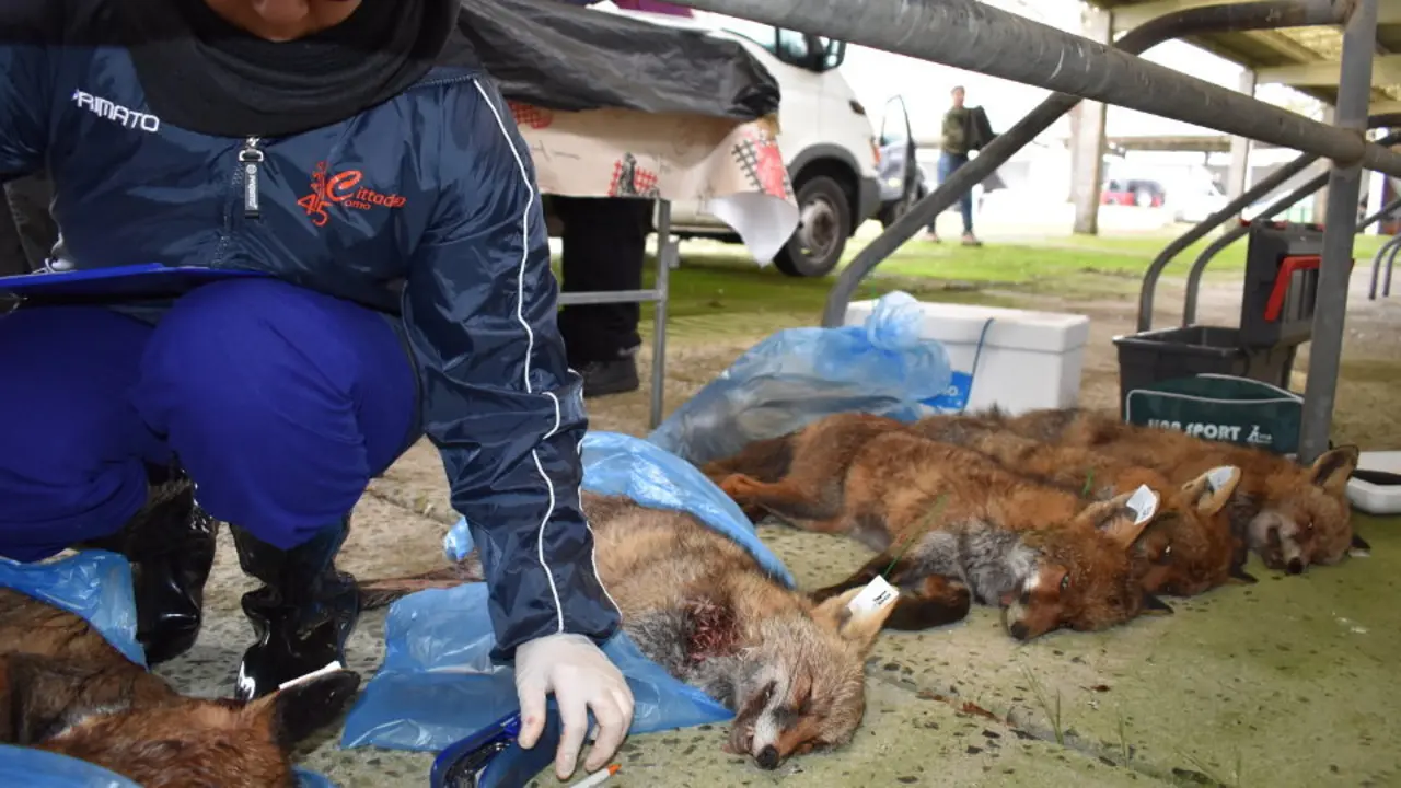 Campeonato de caza de zorro en Dozón. BLANCA PAZ