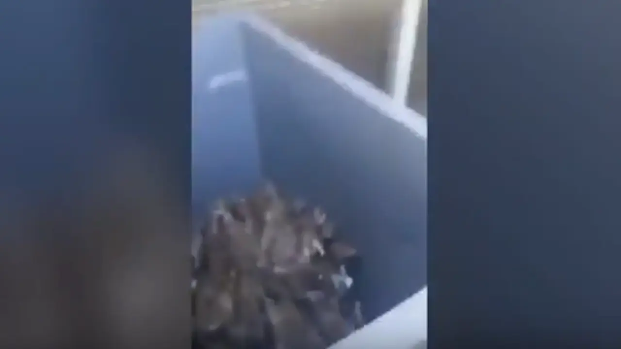 Las ratas en un contenedor de París. EP