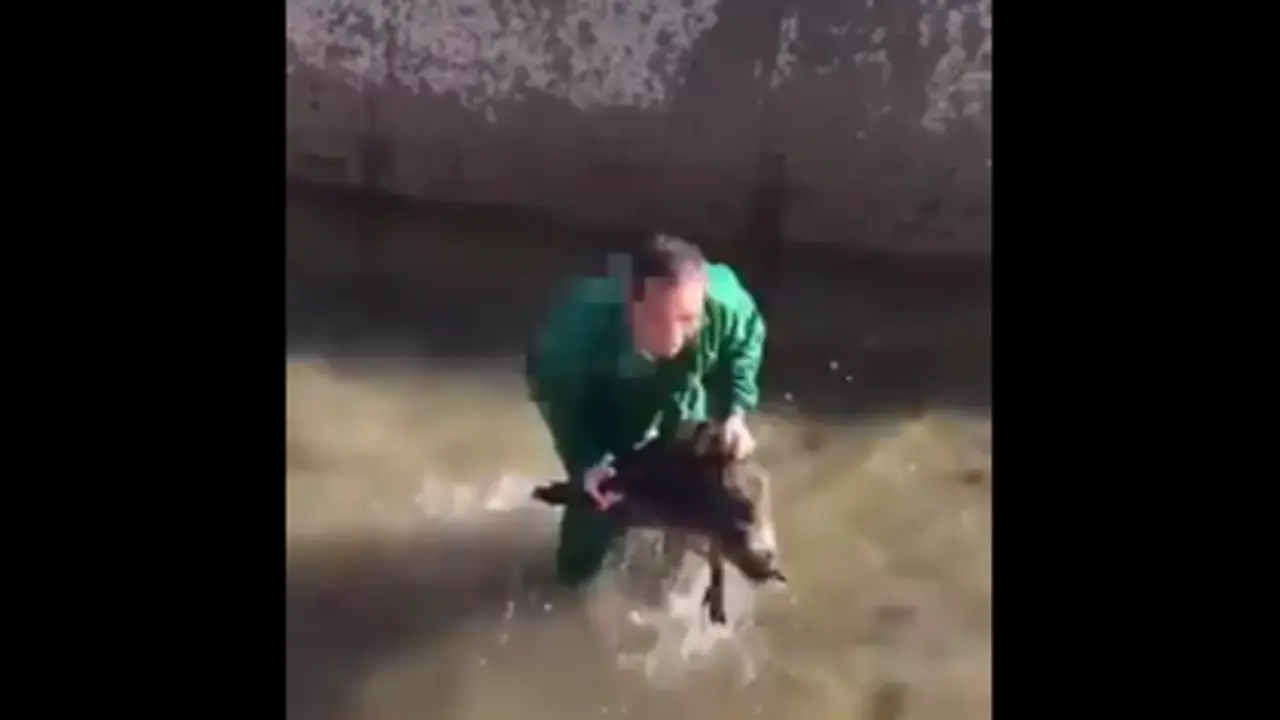 Captura del vídeo que recoge la agresión al jabalí. TWITTER PACMA