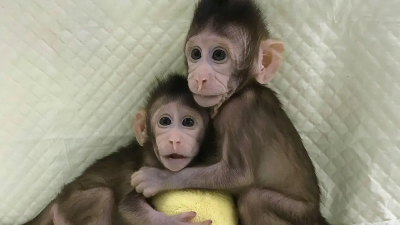 Zhong Zhong y Hua Hua. AFP