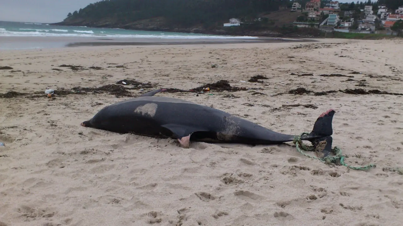 Delfín hallado en el arenal sanxenxino. JAVI CASAL
