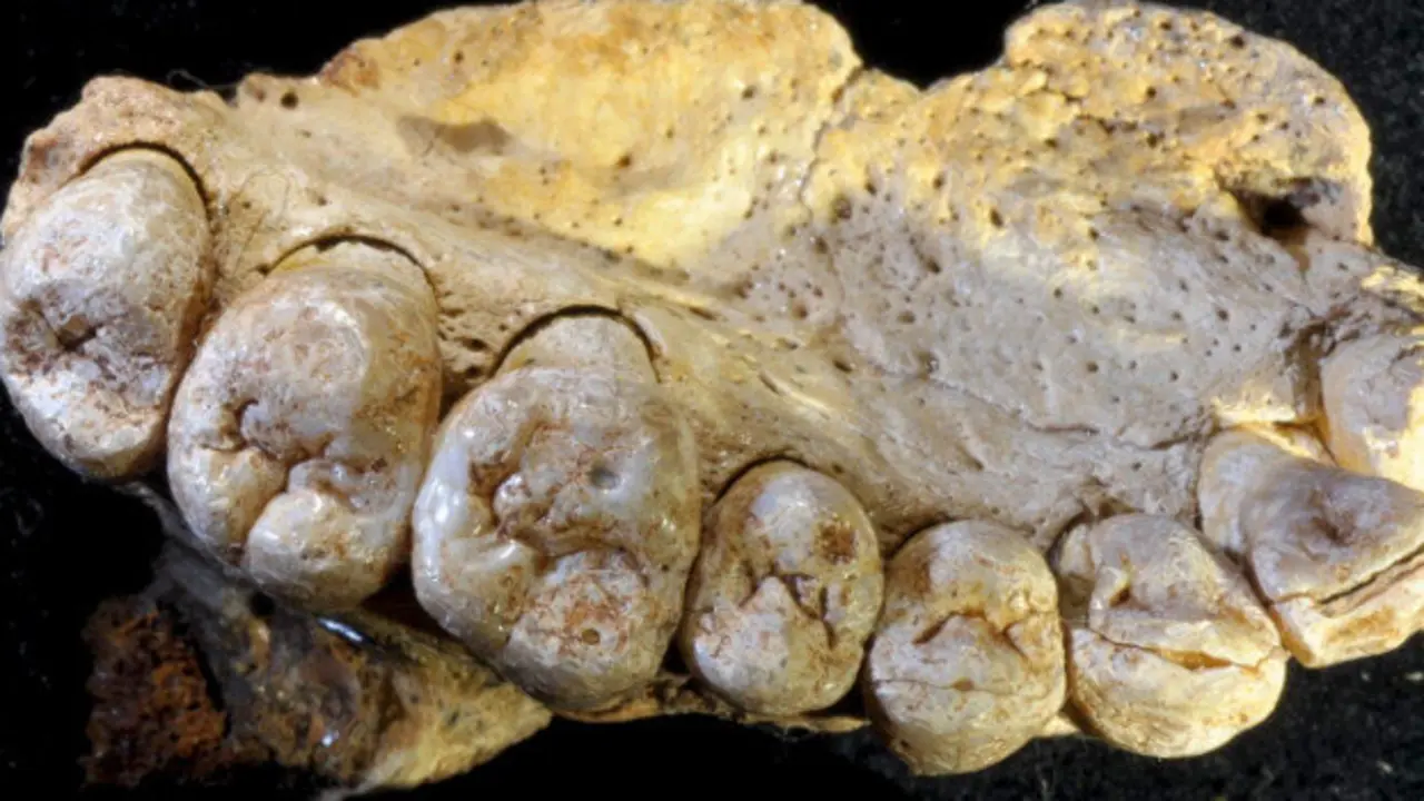 Fotografía de alta resolución de la mandíbula de Misliya