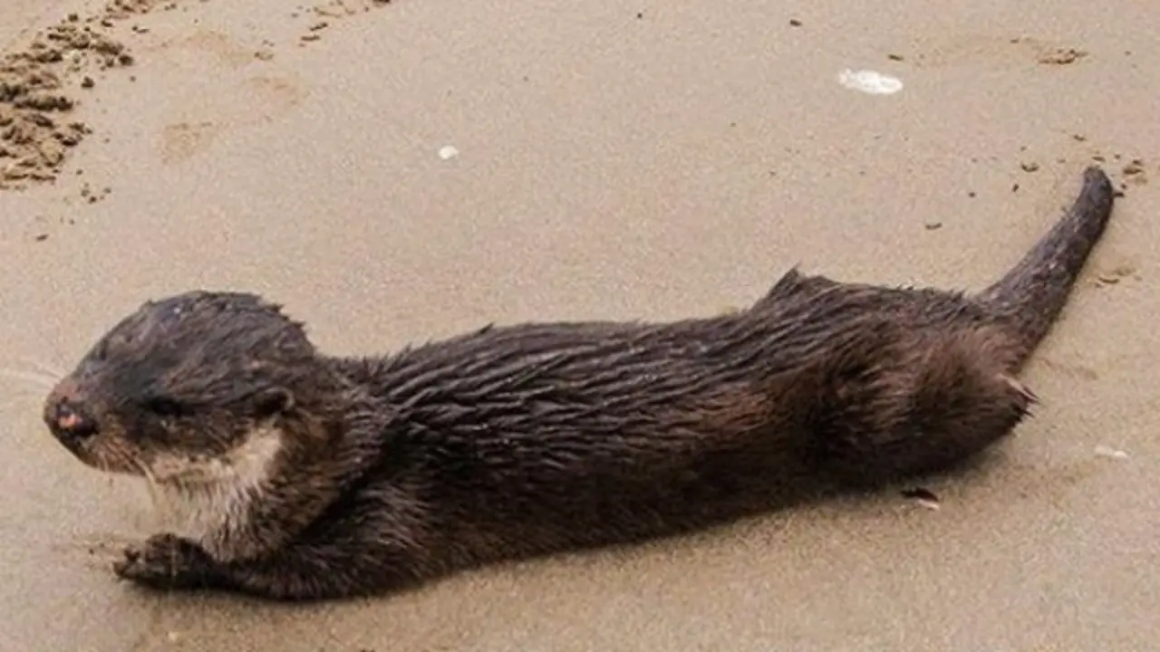 Nutria fallecida frente a Os Castelos, en Covas. PAQUITO