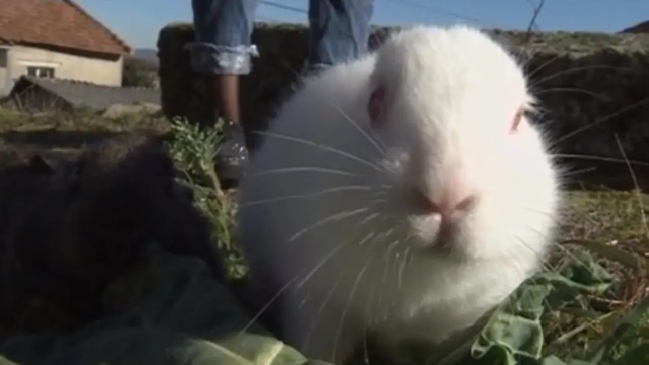 El conejo sin orejas de Xinzo. TVG