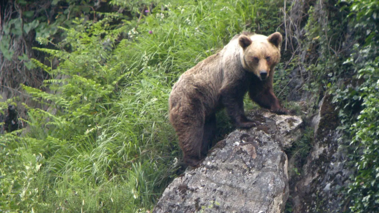 Ejemplar de oso pardo